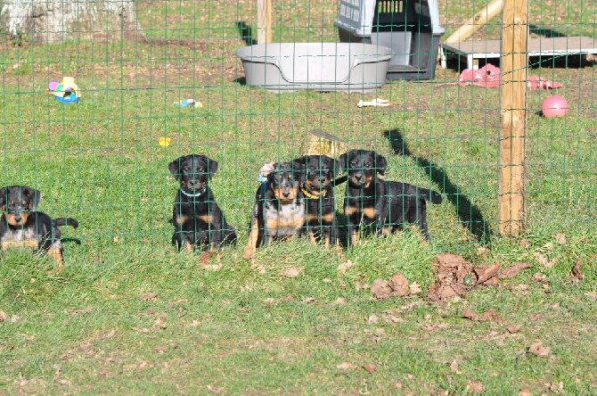 Du Relais De Thyle - Les chiots au jardin ! 