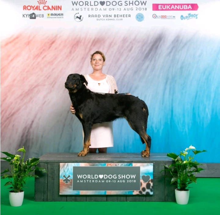 Du Relais De Thyle - World Dog Show 2018 ! 