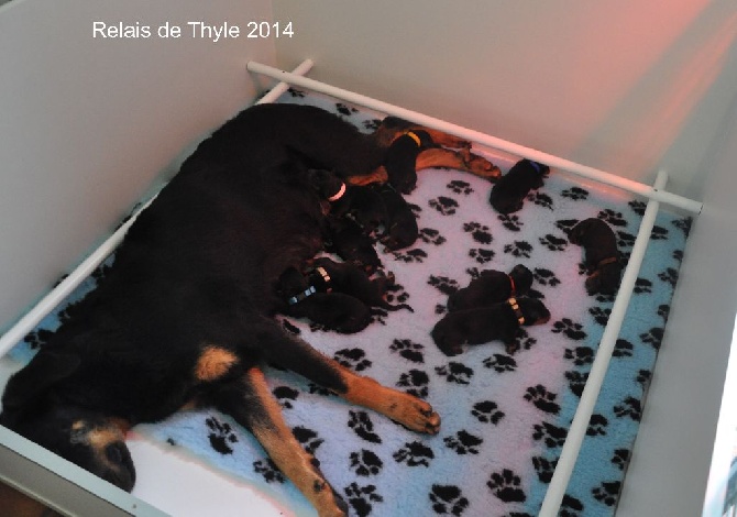 Du Relais De Thyle - Chiots du Relais de Thyle