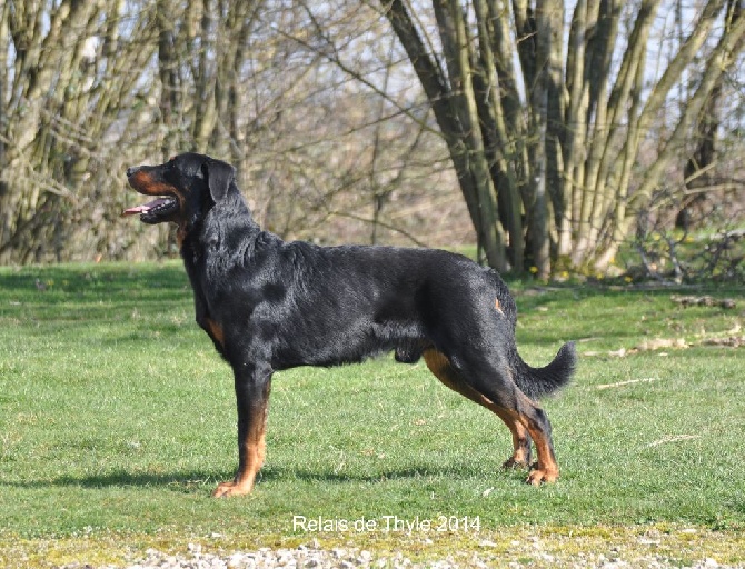 Du Relais De Thyle - CHAMPION DE BELGIQUE