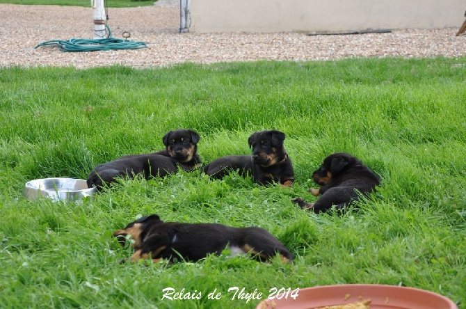 Du Relais De Thyle - Les chiots au jardin ! 