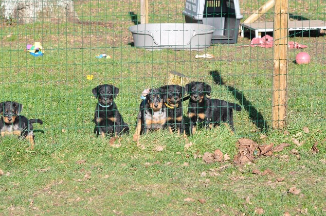 Du Relais De Thyle - Les chiots au jardin !