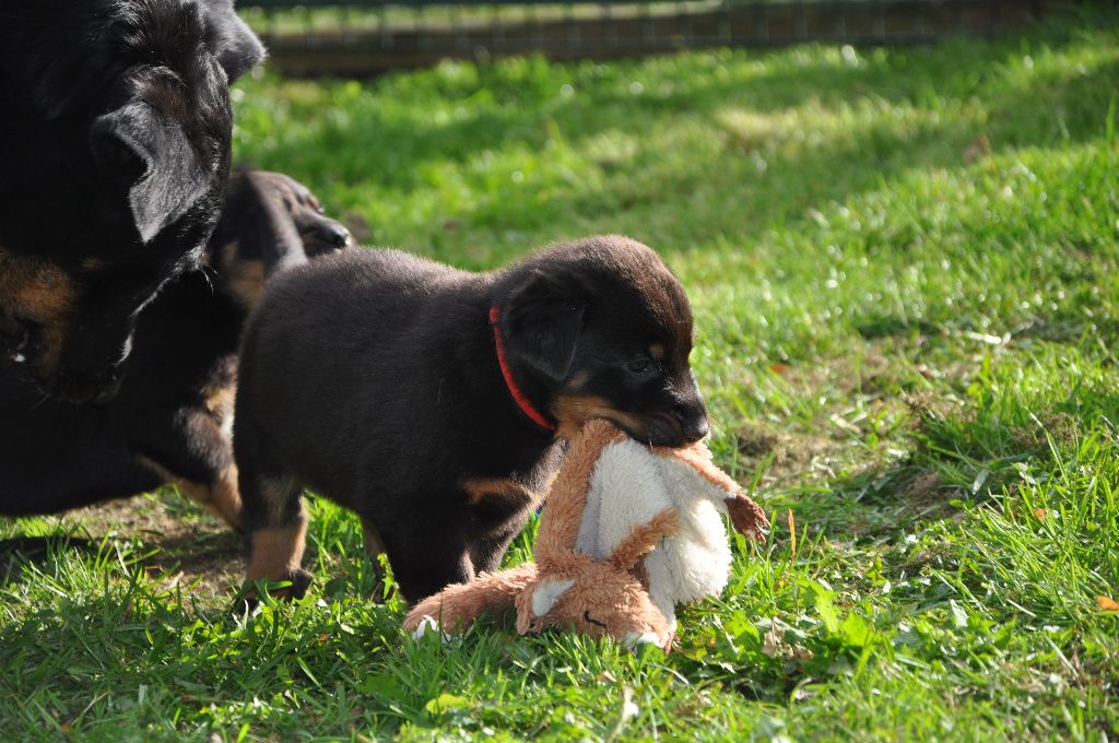 Du Relais De Thyle - Première sortie au jardin !
