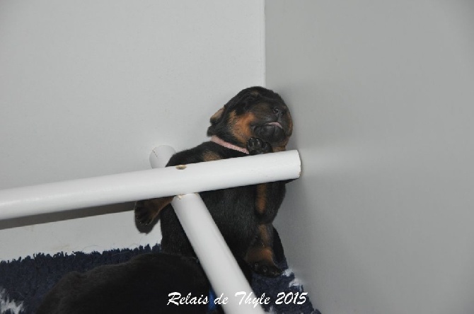 Du Relais De Thyle - La position !