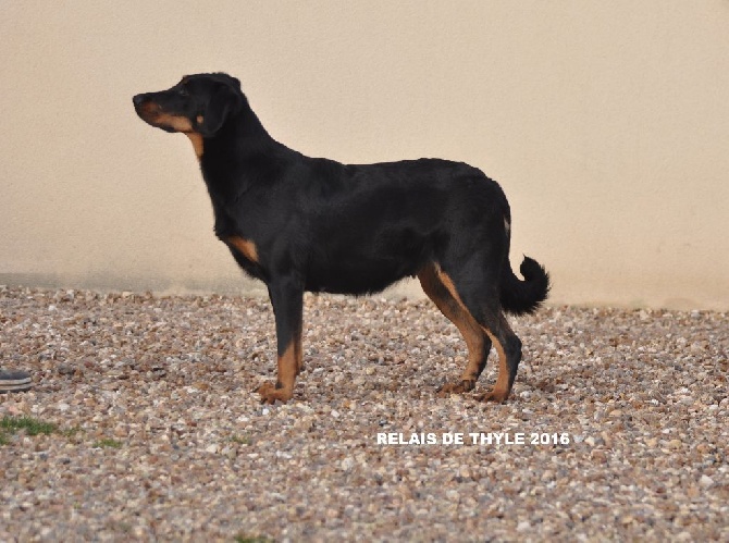 Du Relais De Thyle - Bientôt des chiots !