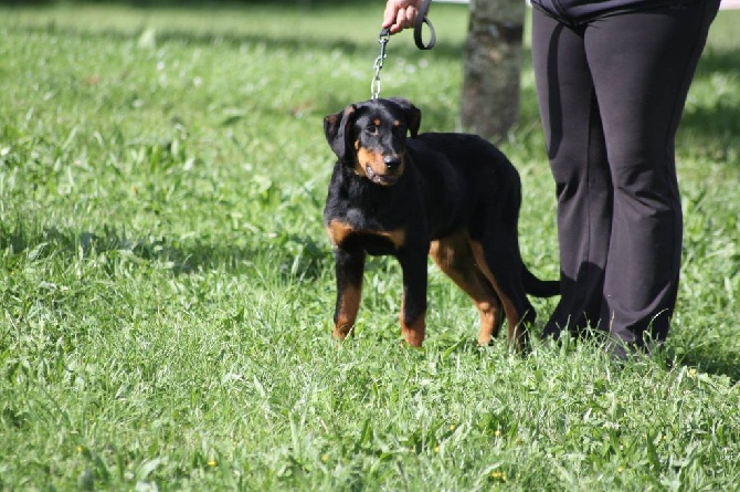 Du Relais De Thyle - Journée Beauceronne !