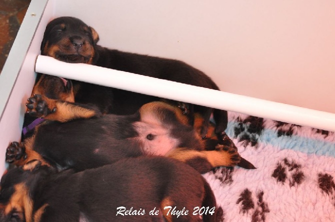 Du Relais De Thyle - BEAUCERON ATTITUDE !