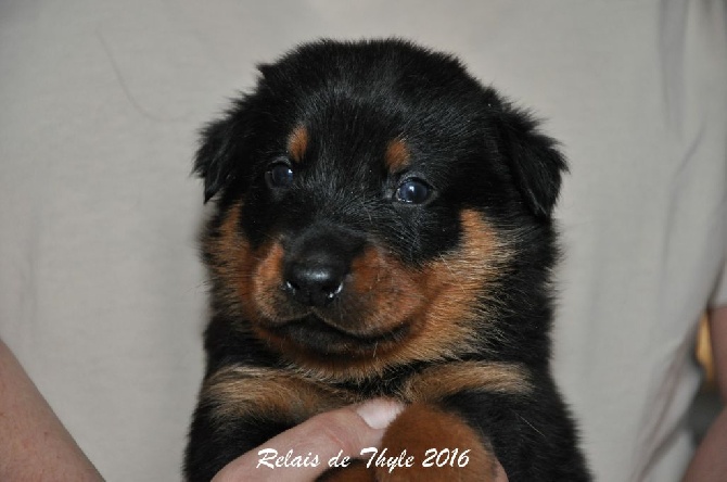 Du Relais De Thyle - Les chiots ont 1 mois !