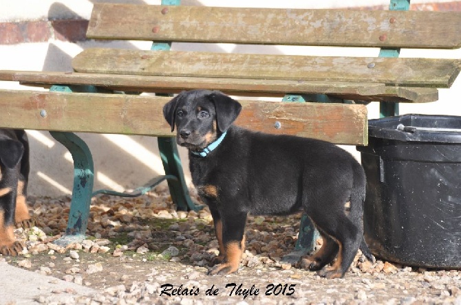 Du Relais De Thyle - Elle attend une famille !
