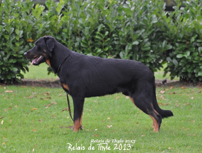 Du Relais De Thyle - FLANDERS DOG SHOW