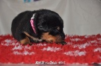 CHIOT
