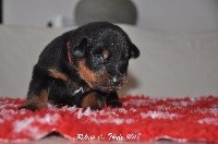 CHIOT