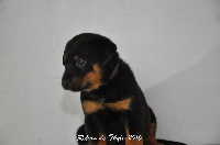 CHIOT