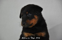 CHIOT