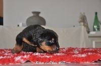CHIOT