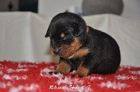 CHIOT