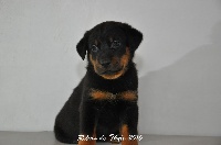 CHIOT