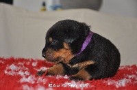 CHIOT