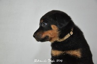 CHIOT