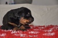 CHIOT
