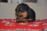 CHIOT