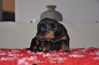 CHIOT