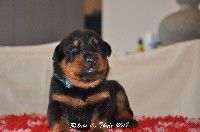 CHIOT